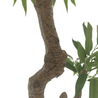 CHUANGFA Arbre de saule artificiel en plastique de 180 cm - Décoration de plantes écologique pour l'extérieur et l'intérieur