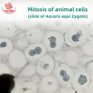 Portaobjetos de Microscopio Biológico para División Mitótica de Células Animales, Ascaris Equis, Corte Transversal del Útero, Genética - Product Image 5