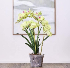 Kho Chậu Hoa Lan Trong Suốt Bền Chắc 5.5 Inch Có Lỗ Chậu Trồng Hoa Bằng Nhựa Chậu Treo Lỗ Đáy Trong Suốt - Product Image 2