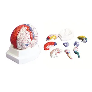 Modelo de anatomía cerebral arterias cerebrales y posición de función con modelo de manto cerebral 8 partes
