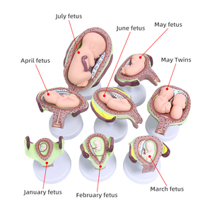 Phôi người và mô hình phát triển thai nhi giáo dục y tế phôi người giai đoạn mang thai thai nhi phát triển - Product Image 2