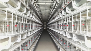 <span class=keywords><strong>Portail</strong></span> de taille personnalisée Bâtiment de poulailler à cadre en acier pour ferme avicole moderne, systèmes automatisés - Product Image 3