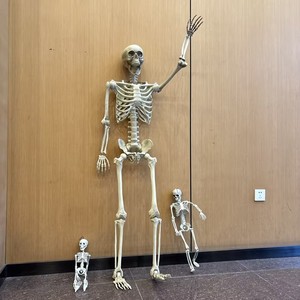 Nuevo Estilo 2026, Esqueleto Humano Gigante Realista de 152 cm (60 Pulgadas) para Decoración de Jardín, Accesorios de Halloween para Exteriores - Product Image 1