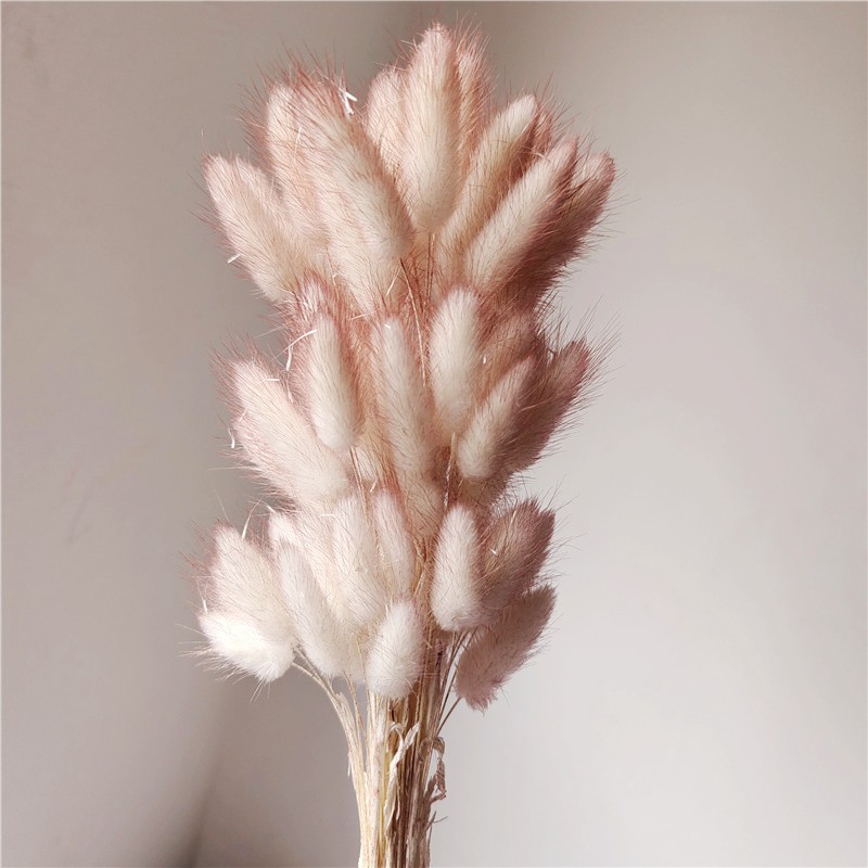 Pink 1