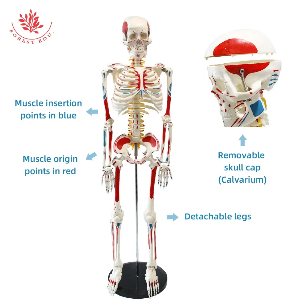 FRT008 Medical Science Human Skeleton Model 85cm Metal Hand Making Anatomical Skeleton Model For Study Human Structure Details