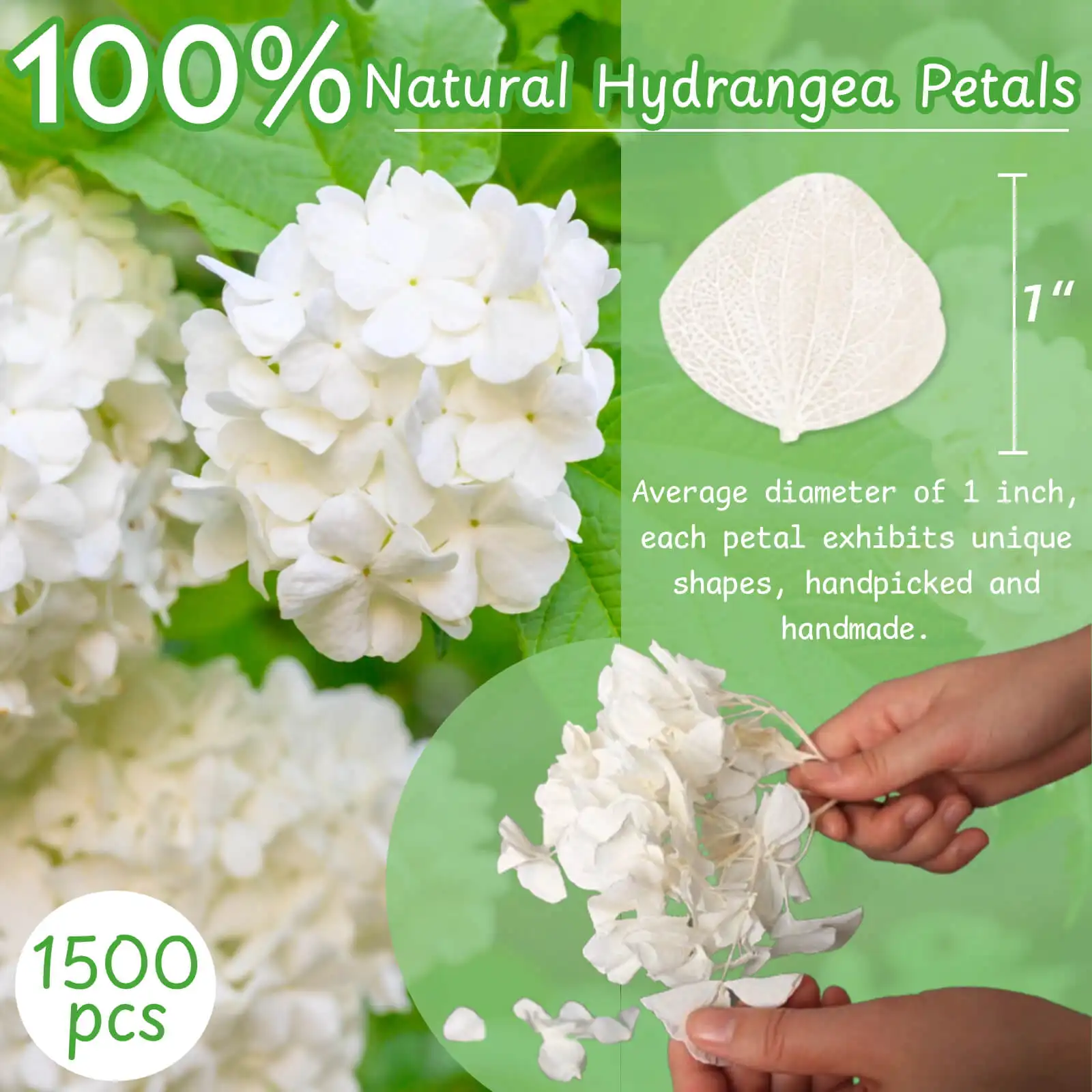 Pétalos de Hortensia de hoja grande preservados naturales recogidos a mano personalizados para deshierbe confeti decoración de Material DIY