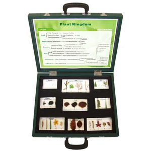 Gelsonlab HSBS-127 Ciclo <span class=keywords><strong>de</strong></span> Vida <span class=keywords><strong>de</strong></span> <span class=keywords><strong>Insectos</strong></span>, Espécimen Biológico Encapsulado - Product Image 4