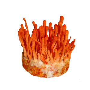 Prezzo di fabbrica <span class=keywords><strong>Cordyceps</strong></span> Militaris estratto di funghi in polvere polisaccaridi 10%-50% per capsula - Product Image 5
