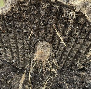 Contenitore per Potatura ad Aria da 35,7 Galloni, Ideale per la Piantumazione di Piantine d'Albero in Aree Verdi - Product Image 3