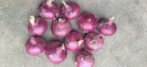 Hành tươi màu đỏ sẫm hành tím đỏ cung cấp từ trang trại hành tây Trung Quốc - Product Image 4