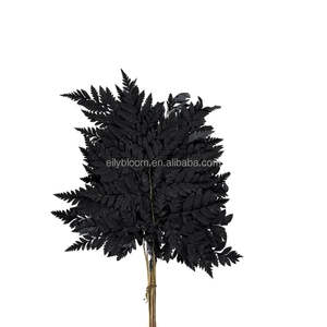 Foglie di <span class=keywords><strong>Felce</strong></span> Essiccate e Conservate Arachniodes, Vendita Diretta dalla Fabbrica dello Yunnan, per Decorazioni Floreali - Product Image 6