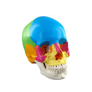Modèle de crâne coloré, modèle de crâne pour l'enseignement en clinique dentaire avec 22 pièces détachables, modèle de crâne démontable. - Product Image 1