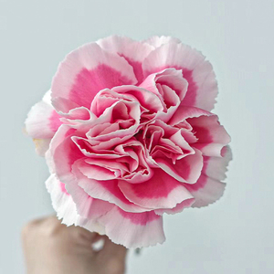 Girofle <span class=keywords><strong>Xiao</strong></span> <span class=keywords><strong>Yan</strong></span> de qualité supérieure - Rose et blanc pour bouquets - Product Image 4