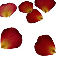 Pétales de rose rouge séchés et pressés naturels en gros pour l'artisanat DIY, la décoration de mariage, le scrapbooking