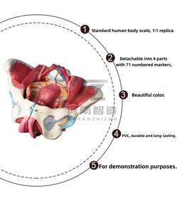 Modèle d'anatomie de bassin féminin démontable en PVC, avec muscles du plancher pelvien et nerfs, fournitures de laboratoire - Product Image 2