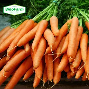 2023 nuovo raccolto di verdure fresche di carota all'ingrosso semi cinesi di carote rosse fresche in una scatola prezzo fresco per tonnellata dalla Cina