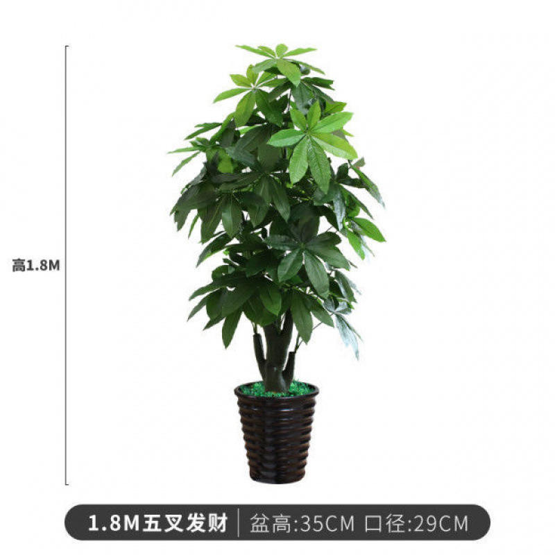 1,8 mètres riche * herbe en pot