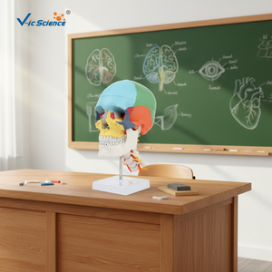 Modelo profesional de cráneo y columna <span class=keywords><strong>cervical</strong></span> coloreados, herramienta de enseñanza de anatomía humana - Product Image 2