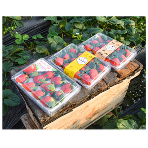 علبة تعبئة شفافة للفراولة 10/12/ثقوب صندوق بطانة الرغوة حاوية تعبئة شفافة للفراولة - Product Image 6