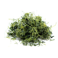 Vente en gros Chine Thé sain à base de plantes instantané Brown Sugar Ginger Drink Thé Gynostemma Pentaphyllum Gynostemma
