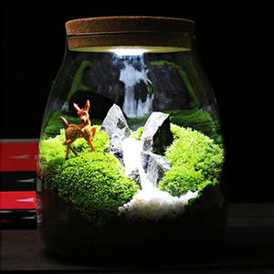 Kit de <span class=keywords><strong>terrarium</strong></span> de bricolage <span class=keywords><strong>Terrarium</strong></span> de mousse à verre pour plantes avec couvercle en liège <span class=keywords><strong>Terrarium</strong></span> de plantes à air - Product Image 6