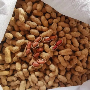 โรงงานผลิตถั่วลิสงดิบและถั่วลิสงคั่วแบบมีเปลือก สองแบบ ขายส่ง - Product Image 3
