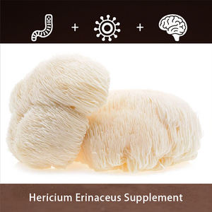 Polvo de Melena de León (<span class=keywords><strong>Hericium</strong></span> <span class=keywords><strong>Erinaceus</strong></span>) Orgánico Natural al por Mayor, Polvo de Melena de León Puro Orgánico a Granel - Product Image 2