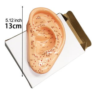 Yüksek kaliteli ürünler 13/22cm kulak akupunktur modeli profesyonel akupunktur noktası öğrenme ekran laboratuvar malzemeleri akupunktur - Product Image 6