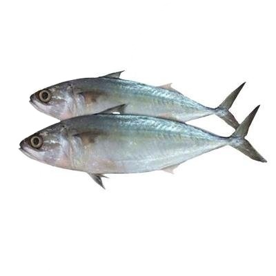 High Quality Frozen Jack Mackerel Best