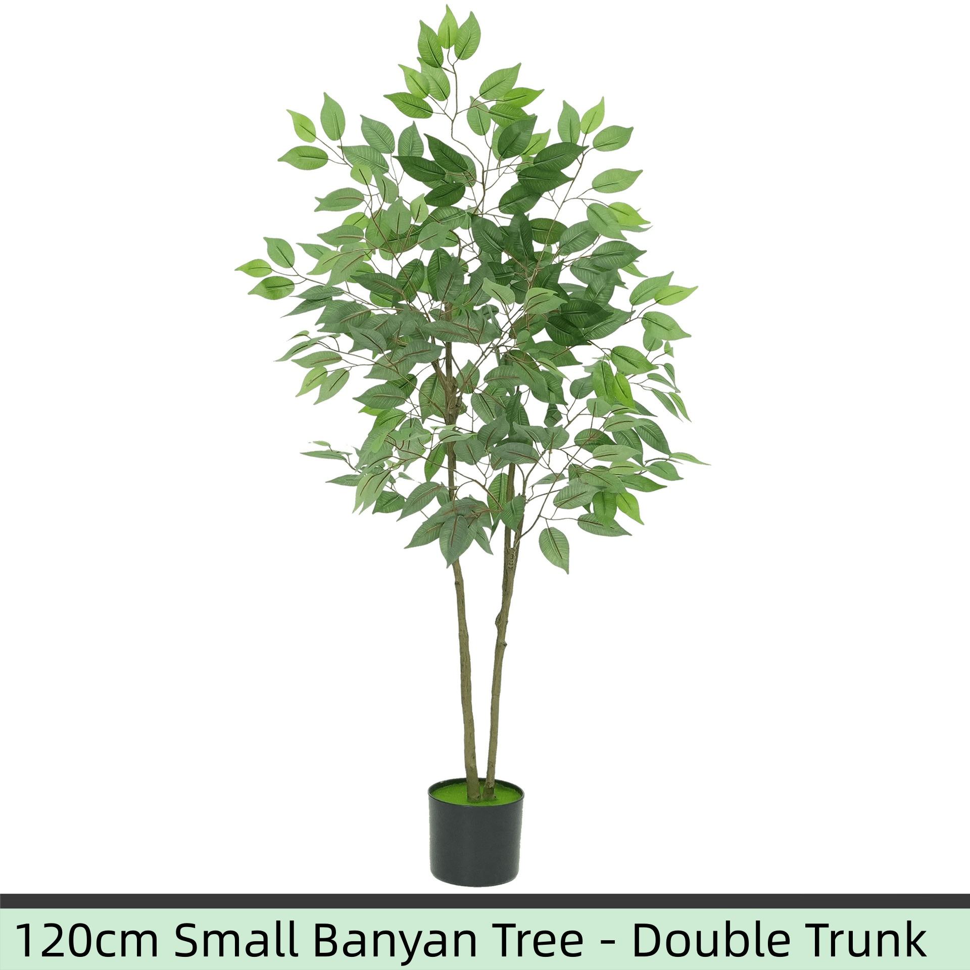 ต้นไทรเล็ก 120 ซม. - ลำต้นคู่