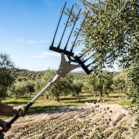 Nouvelle tête de secoueur professionnelle et pratique pour olives et grains de café