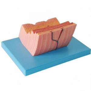 Медицинская учебная модель: анатомическая модель стенки желудка человека для обучения гастроэнтерологии и гистологии - Product Image 2