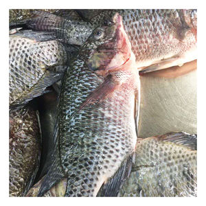 Proveedores de China Certificado HACCP IQF IWP 10kgs Frozen GS Tilapia Pescado entero eviscerado y escalado con precio competitivo - Product Image 4