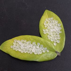 <b>PP</b> Resin Particles F401 High Crystallinity <b>PP</b> Plastic Raw Materials Particles Virgin <b>PP</b> Plastic Granules - Product Image 4