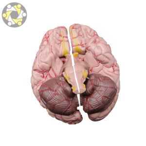 Pengenalan ilmiah Model otak 2 aplikasi anatomi dapat dilepas untuk studi anatomis manusia dalam sains medis - Product Image 5