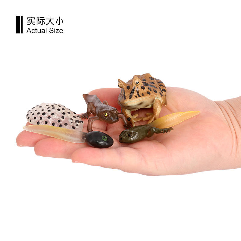 2489 Ciclo de vida de la rana cornuda