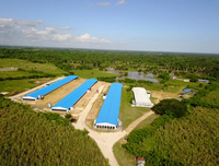 Fermes avicoles préfabriquées Hangar pour poulets Canard Cochon Vache Volaille Hangar pour porcs personnalisé Conception de bâtiment de ferme Semie Cheval Ferme Maison Écurie