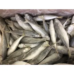 China exporta todos os tamanhos de peixes scad redondos congelados inteiros para venda peixes scad redondos congelados com cauda amarela