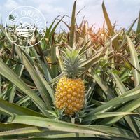 Piña Deshidratada en Rodajas, Orgánica, Saludable, Precios de Mayoreo, Directo de Fabricantes, Producto de Perú