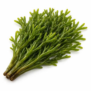 TW Codium Fragile PDRN, Materia Prima Cosmética de Alta Pureza a Base de Plantas Marinas, Concentrado de Polinucleótidos para el Cuidado Profesional de la Piel - Product Image 3