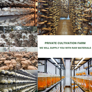 Doğal bitkisel özü orijinal Lingzhi spore tozu vahşi kurutulmuş Ganoderma Lucidum spore özü reishi spore özü tozu - Product Image 6