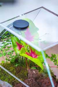 Terrario Esagonale Extra Large con Ventole in Rete, Contenitore Impermeabile per Uso Domestico con Fiori Artificiali - Product Image 3