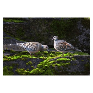 Tinh thể đá kỹ thuật số sơn dầu Bộ sưu tập bọc vải động vật sơn nhà trang trí tường nghệ thuật có tính năng treo trang trí nội thất - Product Image 1