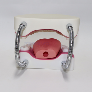 Modello Dentale OEM ODM con Mascella Articolata 32/28 Denti, Modello per Addestramento Odontoiatrico Piccolo e Grande con Spazzolino - Product Image 5