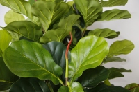 Plante artificielle en feuilles de cannelure de 185cm, fausses fleurs, pour décorer la maison et la fête de mariage, vente en gros