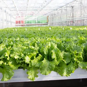 HIGH- QUALITY Erect Shelf Hydroponic ZIP Growing System Soilless Cultivation for Plant Growth (single whole)