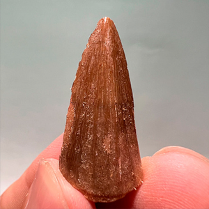 Dent authentique de Mosasaur - Dents de dinosaure marin préhistorique, spécimen réel de <span class=keywords><strong>taille</strong></span> humaine avec matrice pour l'éducation - Product Image 6