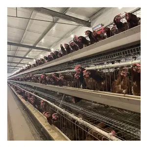 Poultry Farm Animal Cages Chicken Hens Breeding Laying Cage Equipment Egg Layer Automatic For Sales Battery Layer Chicken Cage