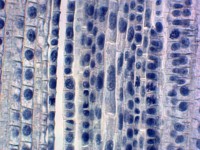 Uso didáctico Microscopio Diapositivas biológicas Raíz de Zea Mays Ciencia médica Diapositivas preparadas en botánica Diapositivas preparadas investigación