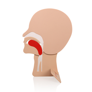 Modelo de Cabeza para Entrenamiento de RCP XFT-E0002, Sección de Vías Respiratorias, para Enseñanza de Primeros Auxilios y Simulación de Traquea - Product Image 3